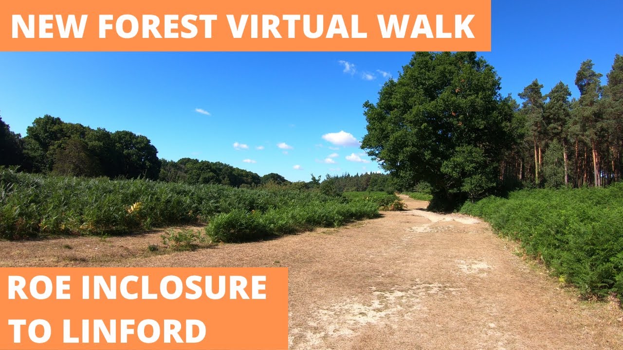 NEW FOREST VIRTUAL WALK : ROE INCLOSURE TO LINFORD (4K)