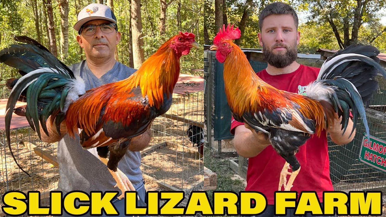 ALABAMA !! Quality Birds Slick Lizard Farm | Farm Visit