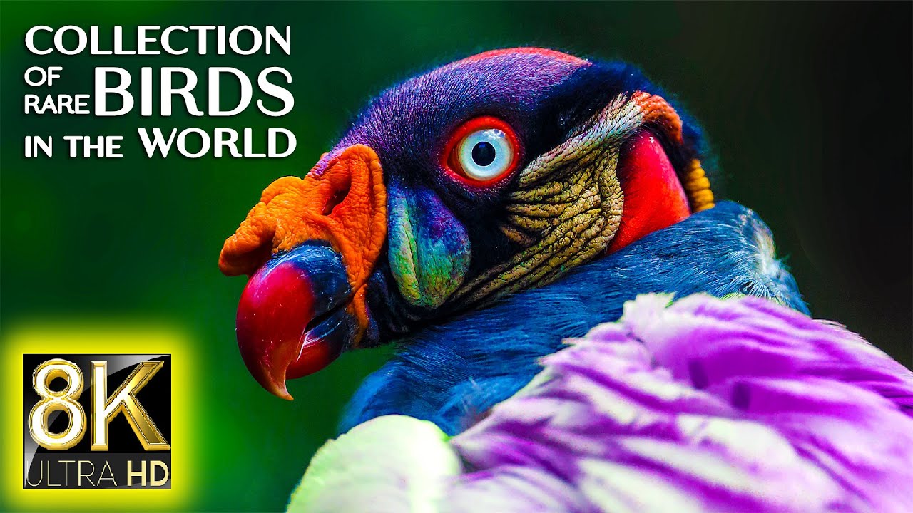 Collection of Rare Birds in the World 8K 60fps ULTRA HD • Relax Music Nature and Nature Sounds