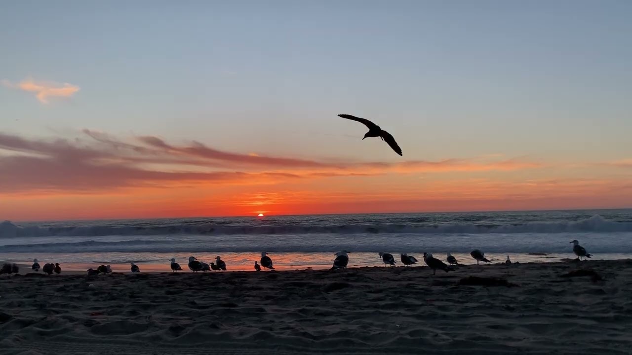 Sunset 2026-2-7 with seagulls