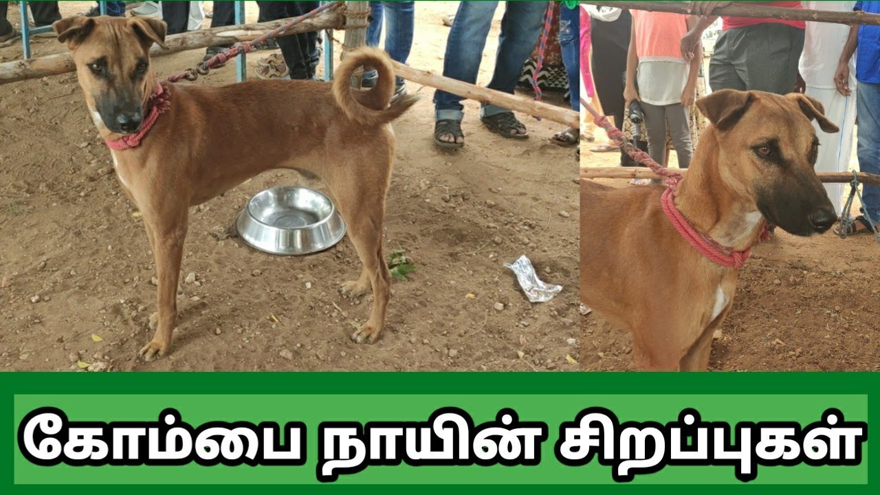 கோம்பை நாயின் சிறப்புகள் | Kombai dog
