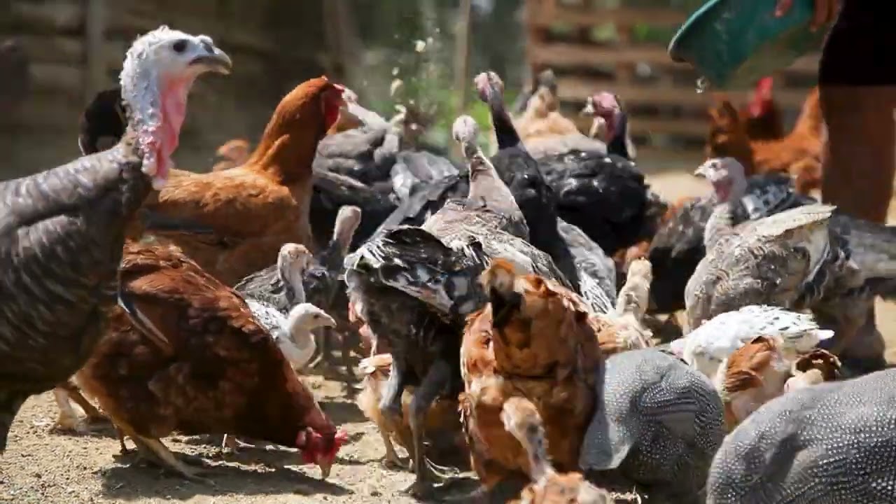 AGRO INFO | 12.11.2025 | TV Republika