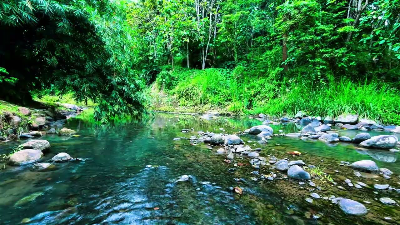 Calming River Energy | Forest Water Sounds for Total Relaxation