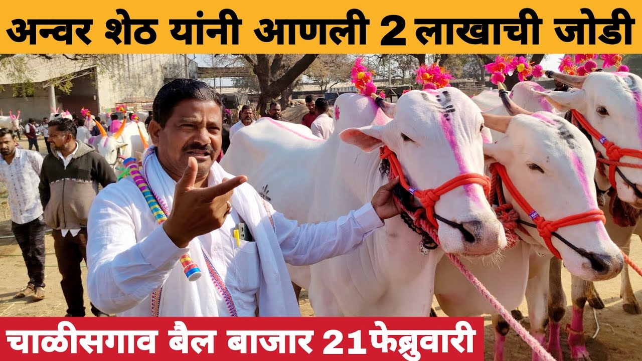 अन्वर शेठ यांनी आणली 2 लाखाची जोडी | chalisgaon bail bazar | चाळीसगाव बैल बाजार 2026