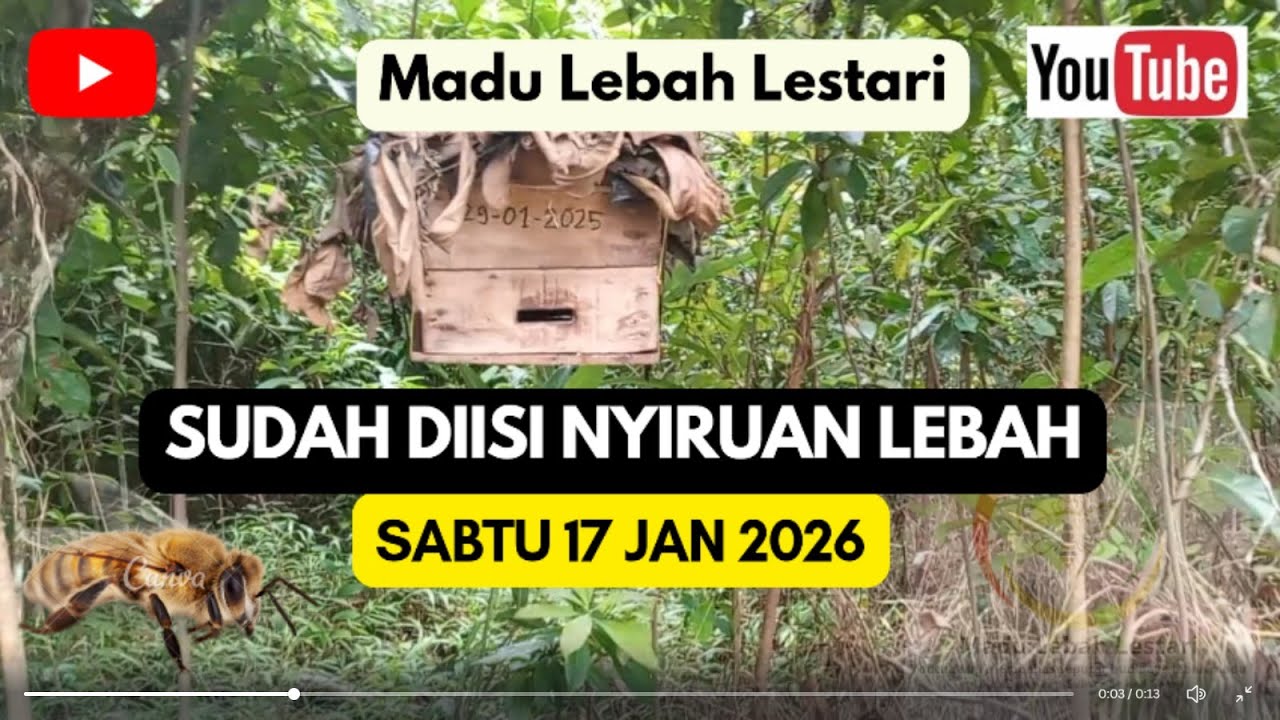 JEBAKAN LEBAH SUDAH ADA YANG NGISI #lebahcerana #bee #lebakbanten