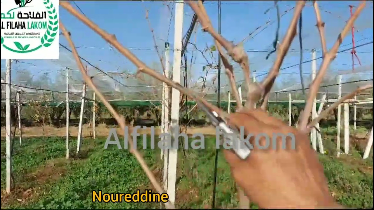 زبارة و تقليم العنب la taille de la vignes