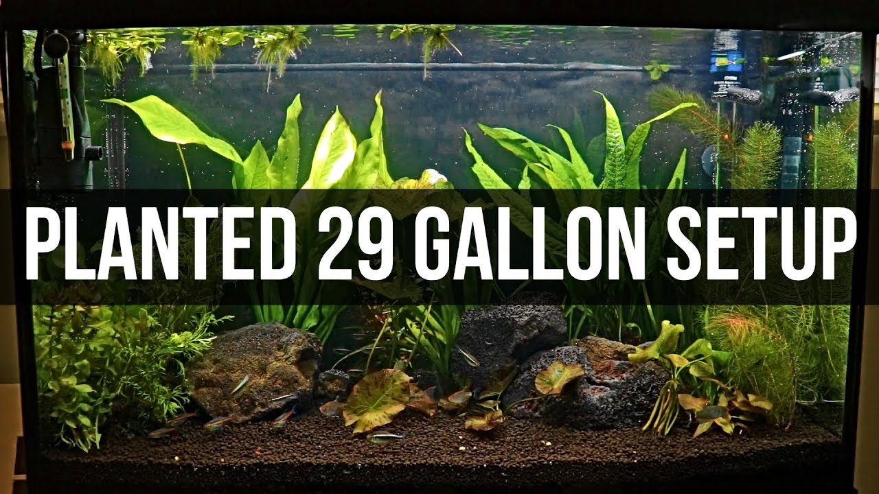 Planted 29 Gallon Setup