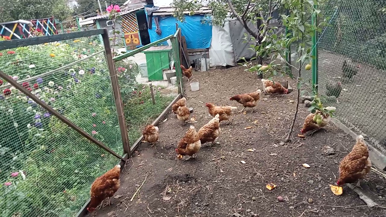 ПОЧЕМУ НЕНРАВЯТСЯ ЛОМАН БРАУН.