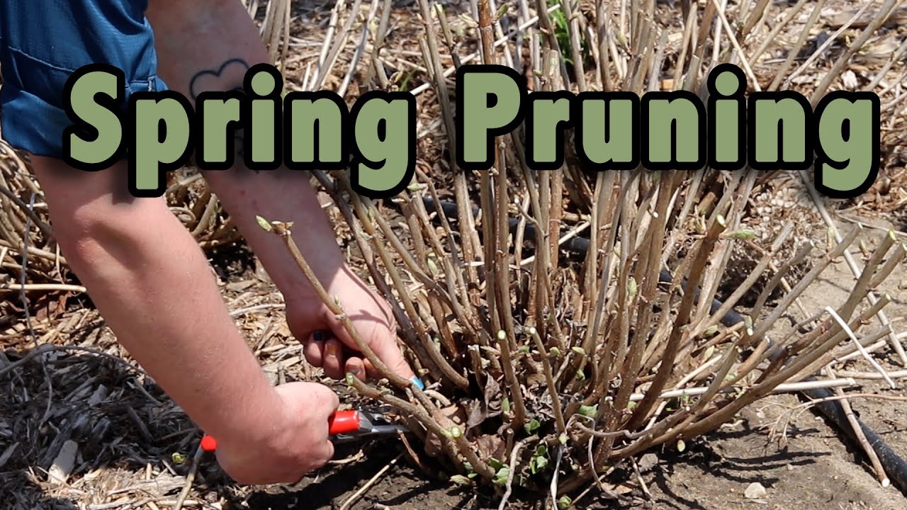 Spring Pruning: Everything You Need To Get Your Plants Properly Pruned