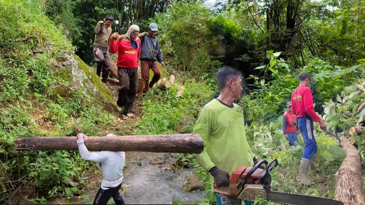 Tebang langsir kayu jati di dataran tinggi gunung tretes desa keloran,selogiri,wonogiri