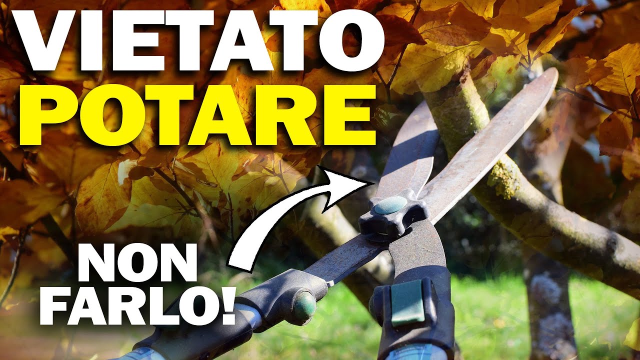 VIETATO POTARE in Autunno | Potatura tecnica