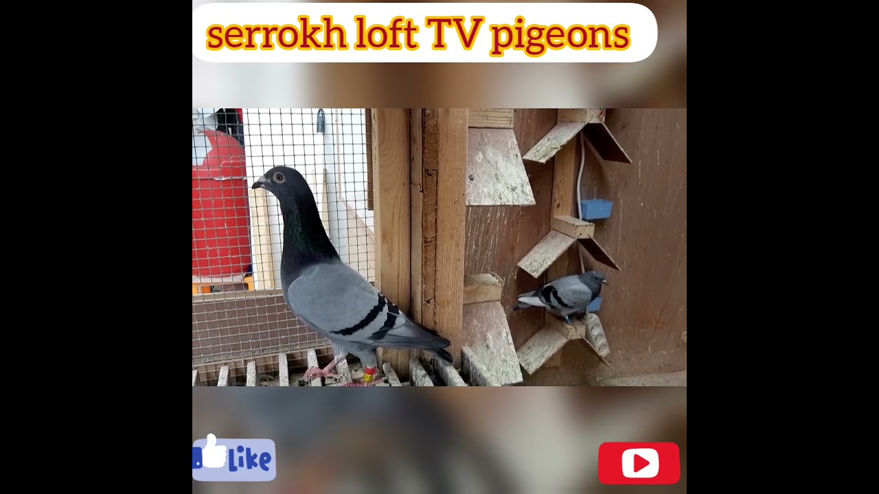 تربية الحمام الزاجل في بلجيكا:توليعة اليوم07/07/2021Carrier pigeon breeding in Belgium 07/07/201