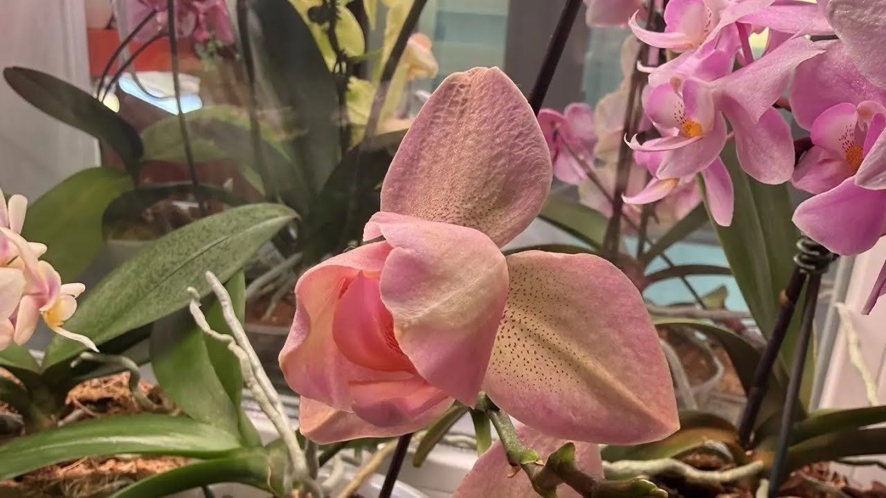 Подарок на 8 марта🎁. Орхидея мечта😍. Дорогие девушки, всех с праздником 🌹🌹🌹. 