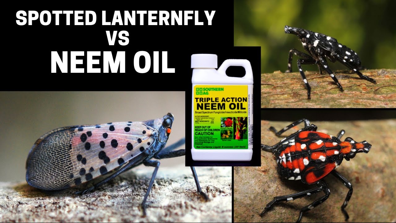 Treat Spotted Lanternfly with Neem Oil