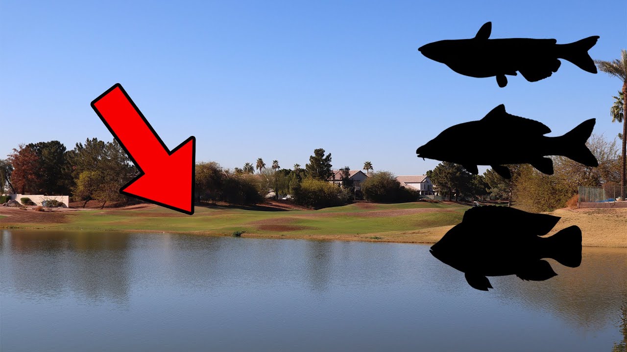 This Is Why You Should Fish Golf Course Ponds...