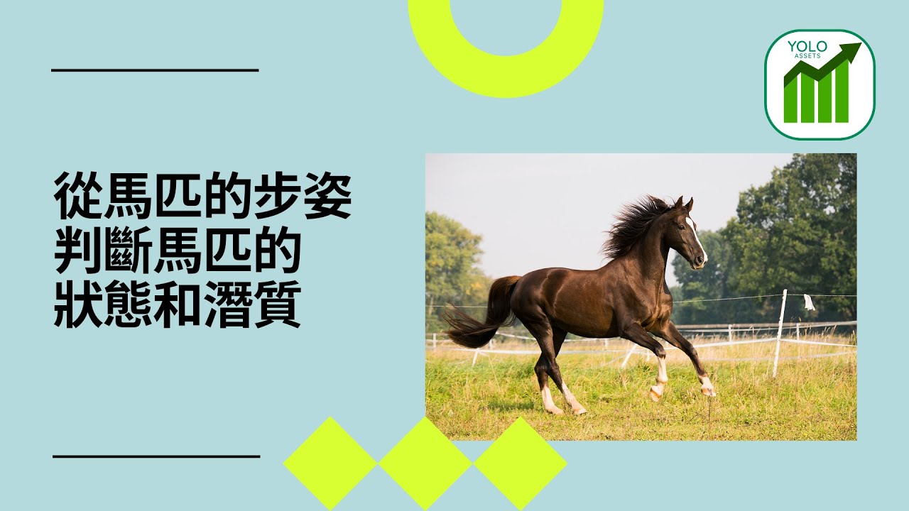 【馬主│養馬│投資│被動收入】 馬匹的四種步姿以及從步姿判斷馬匹的狀態和潛質 (2023)