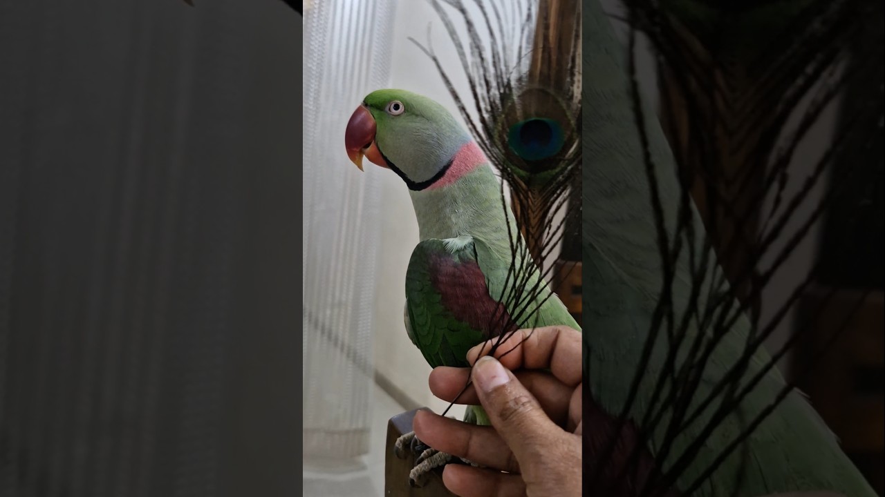 Cute Parrot Pablo #shorts #parrot #cute