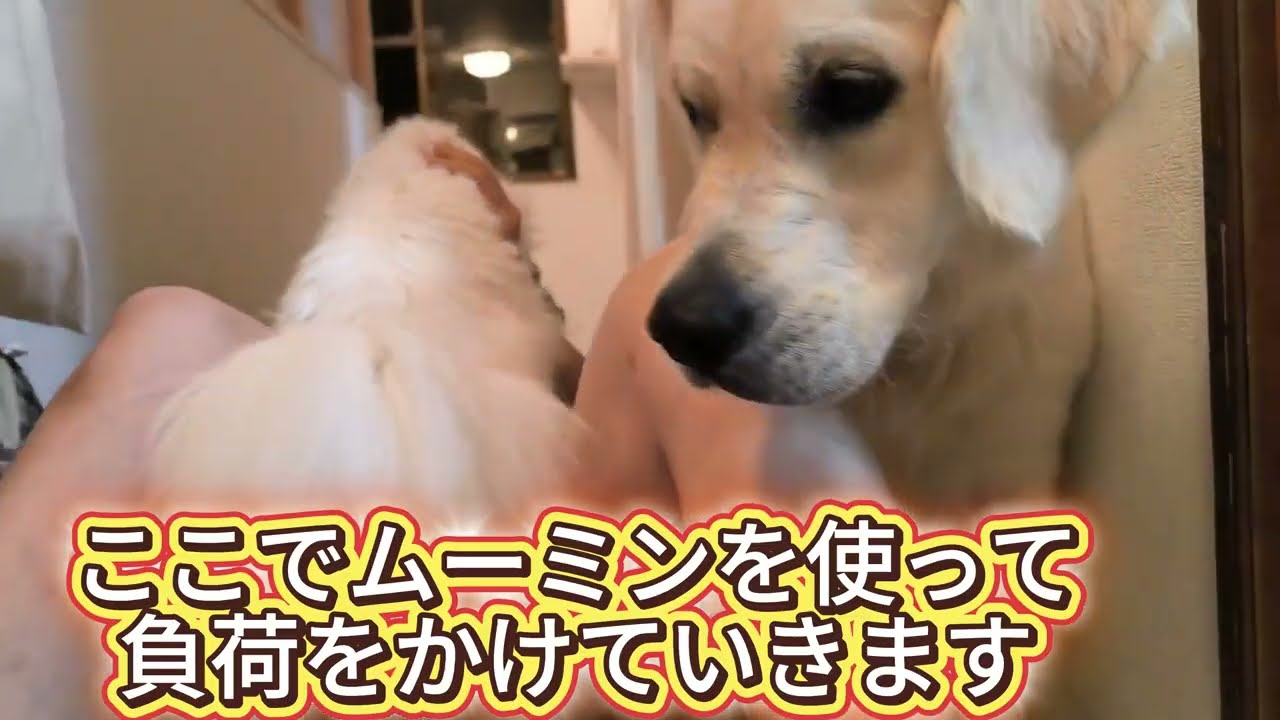ゴールデンレトリバーと飼い主の筋トレ 2日目