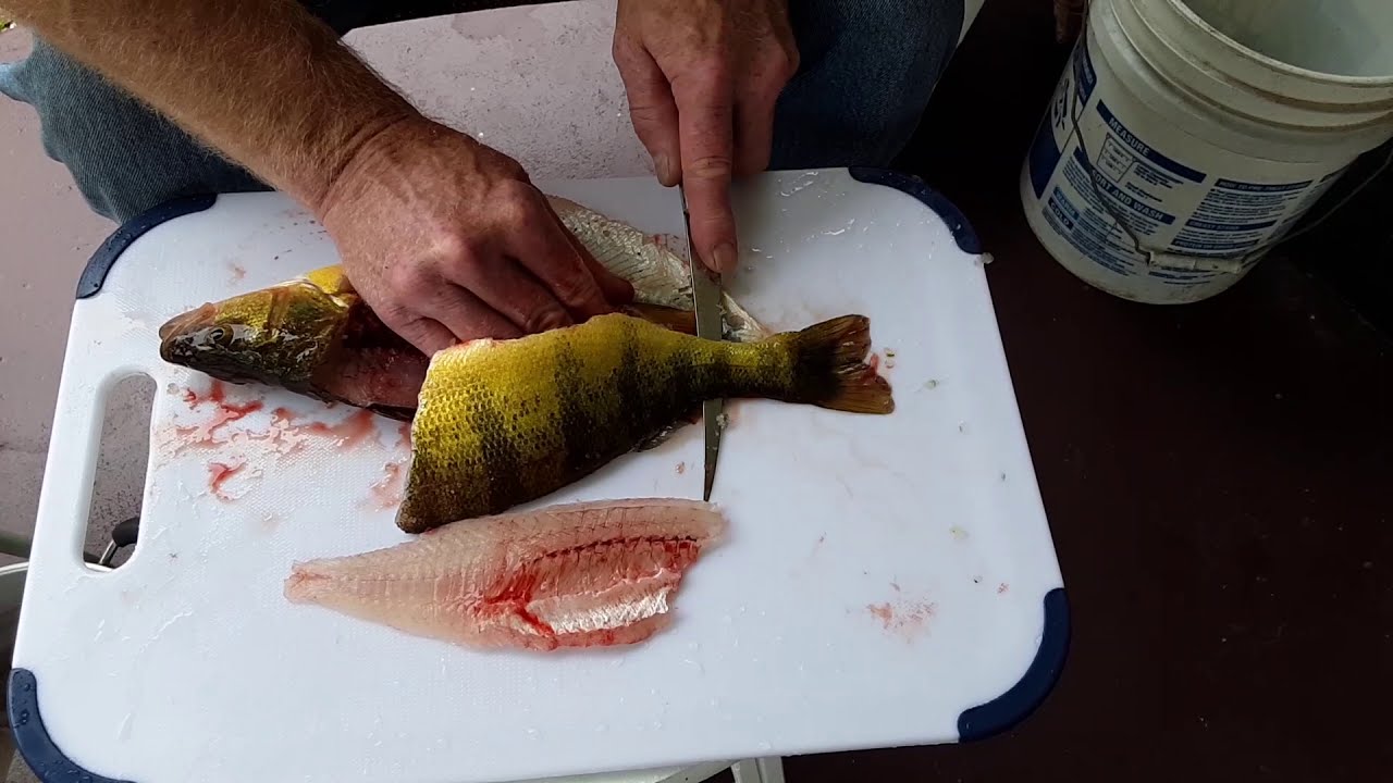 Filleting A Large Perch