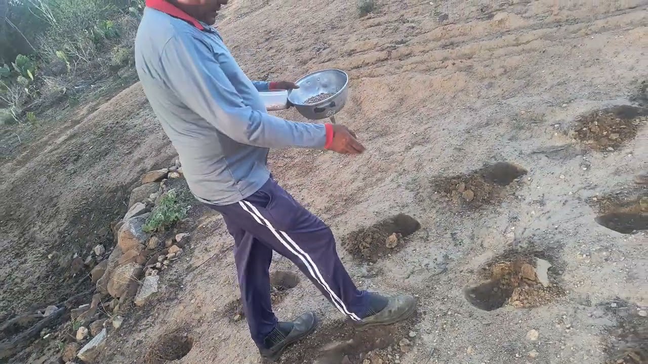 Como era plantação antigamente 🌱@EdmarSilvaRealizandoSonhos