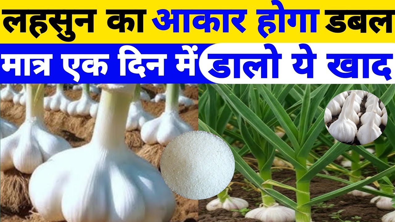 लहसुन के कंद का साइज कैसे बढ़ाएं? Lahsun ke kand ka size kaise badhayen? लहसुन कैसे मोटा करें? 