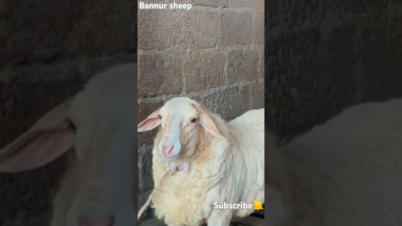 Bannur sheep🔥 (like, subscribe and support the channel)