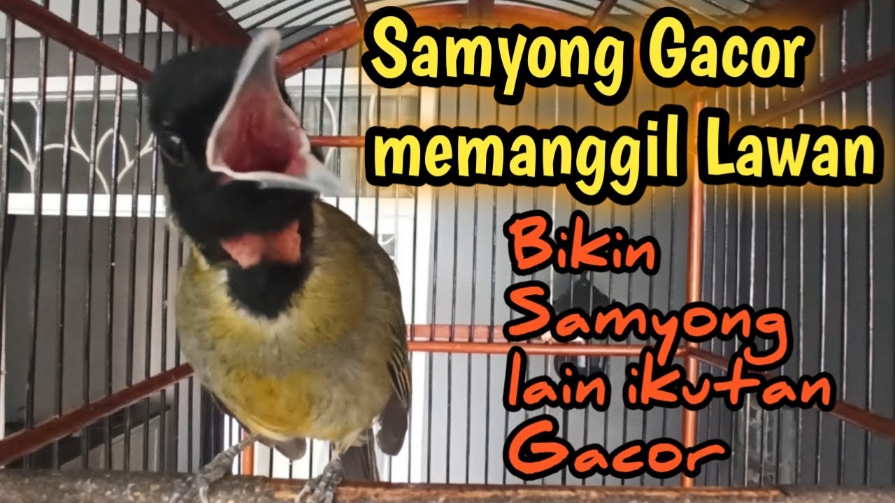 Samyong gacor memanggil lawan | masteran burung samyong