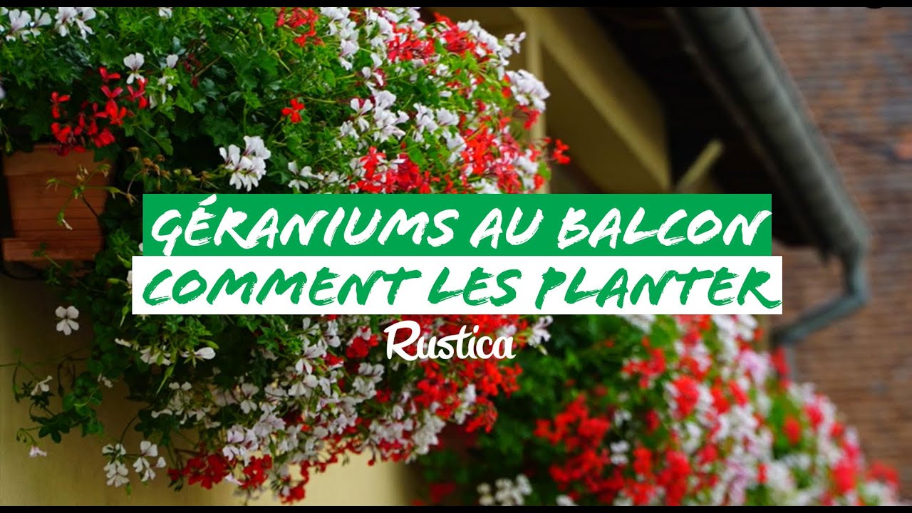 Des géraniums au balcon  : 1  comment planter des géraniums en jardinière
