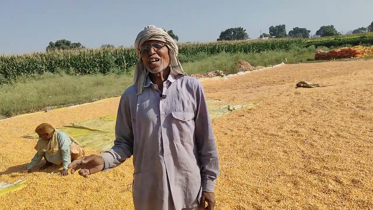 1 बीघा मक्के की खेती में लागत उत्पादन तथा कितना मुनाफा होता है।। Maize 🌽🌽 Crop farming