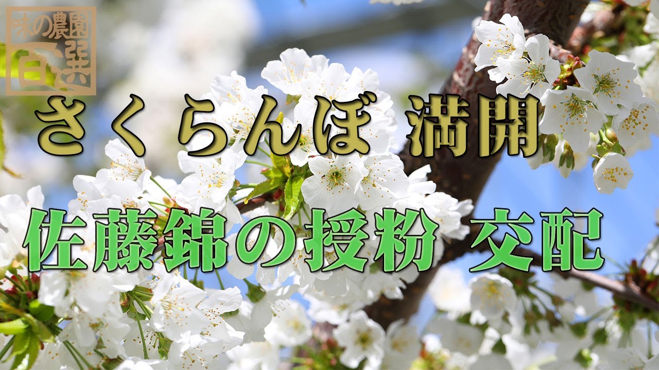 さくらんぼの交配と蜜蜂の活躍