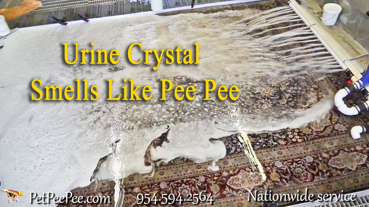 How Urine Crystals Remove from Wool Rug / Carpet