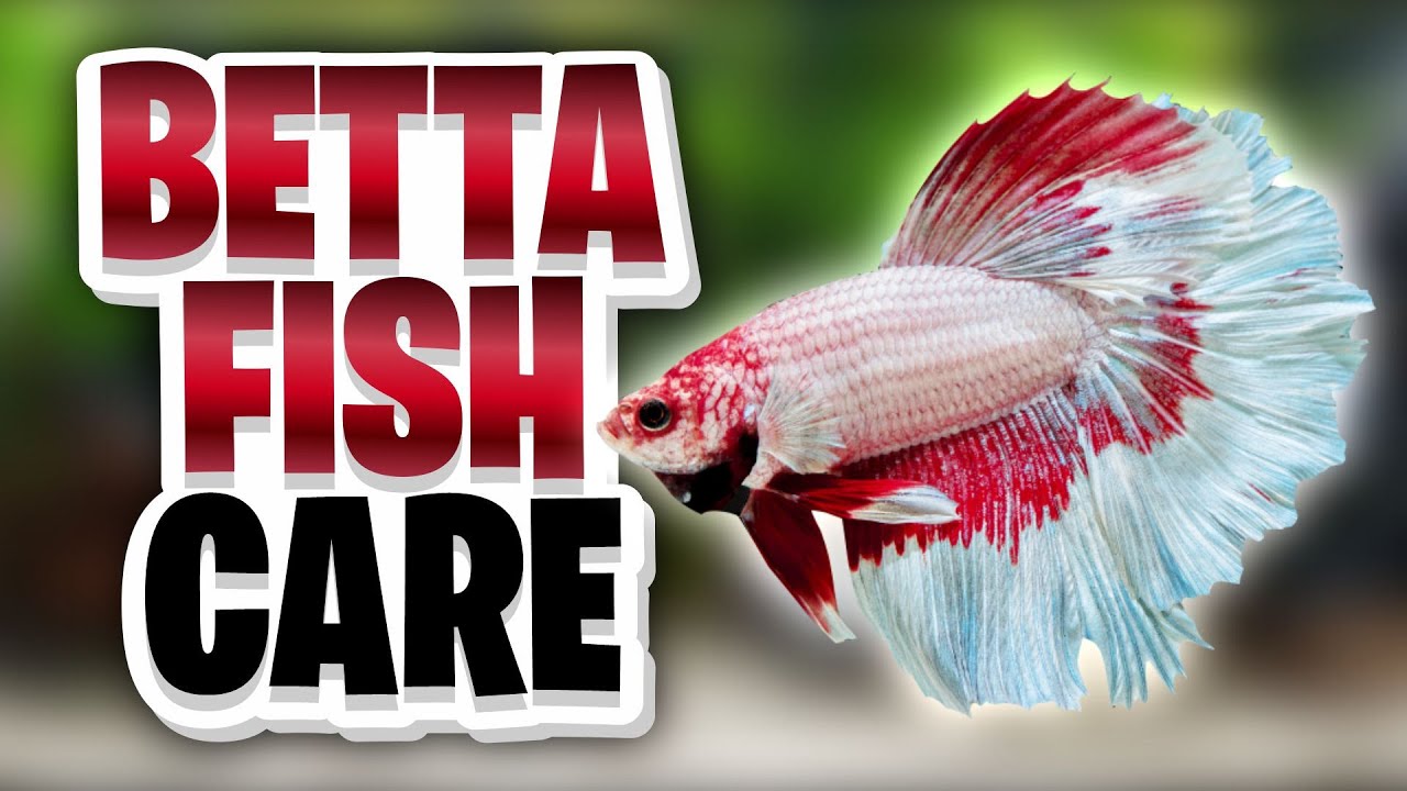 Betta Fish Care Guide: Everything You Need to Know Before Getting One!