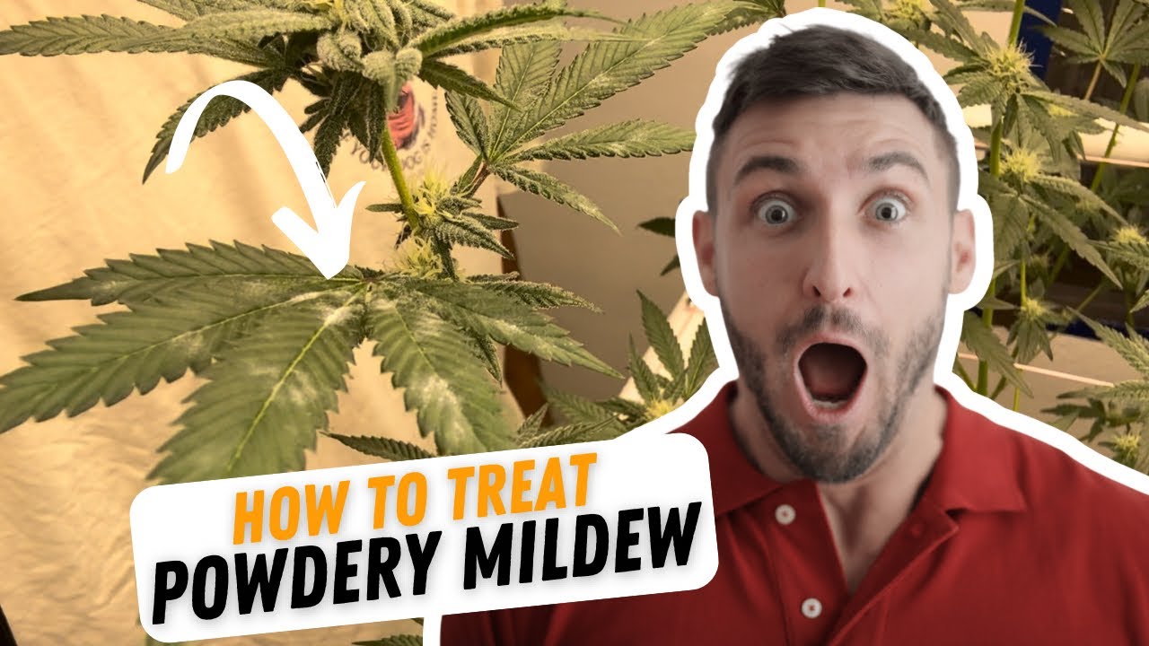 How To Treat Powdery Mildew in Cannabis! Lost Coast Plant Therapy