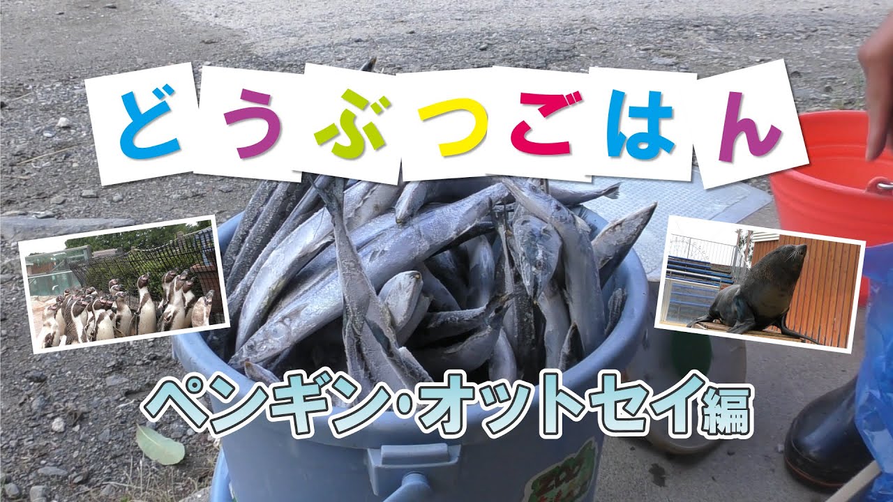 どうぶつごはん【ペンギン・オットセイ編】