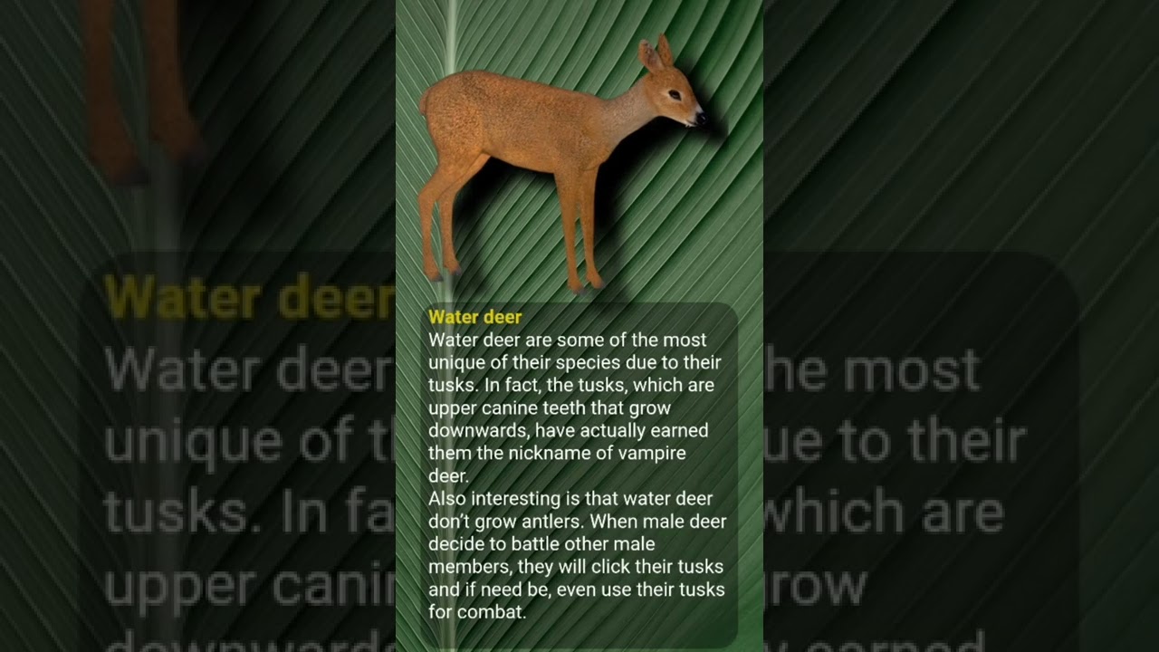 Different Types Of Deer