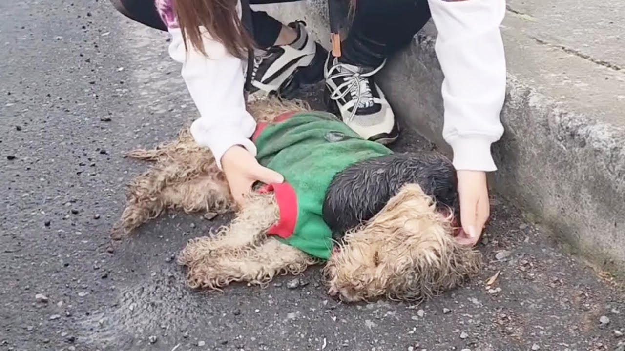 Mama Dog and Her Puppy Were Abandoned on the Road
