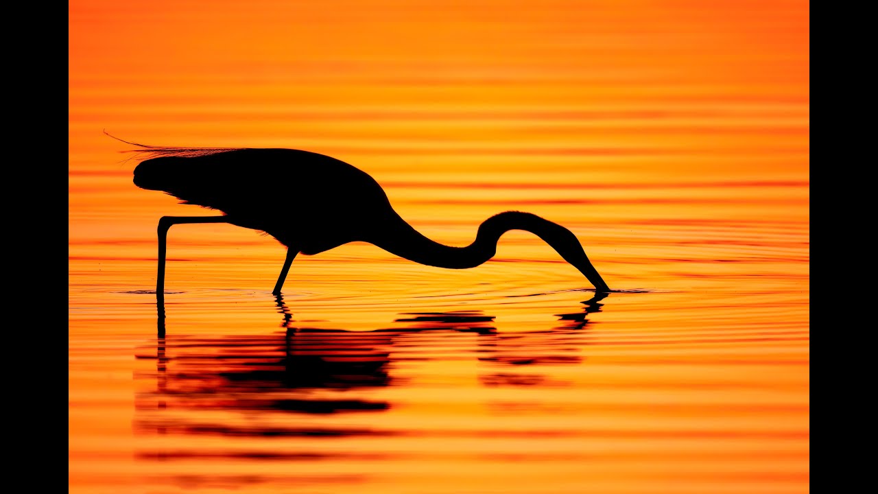 Bird Photography Basics -- Horizontal Image Design with Arthur Morris/BIRDS AS ART