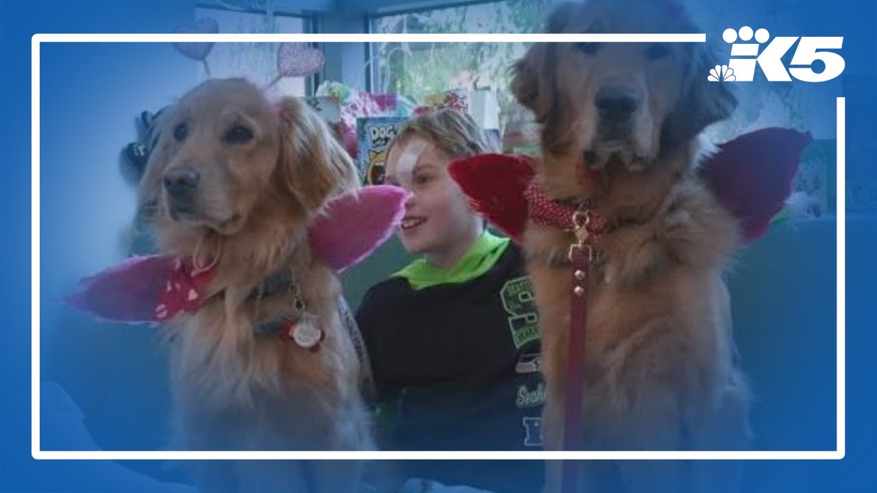 Valentine's Day arrives on 4 paws at Seattle Children’s Hospital