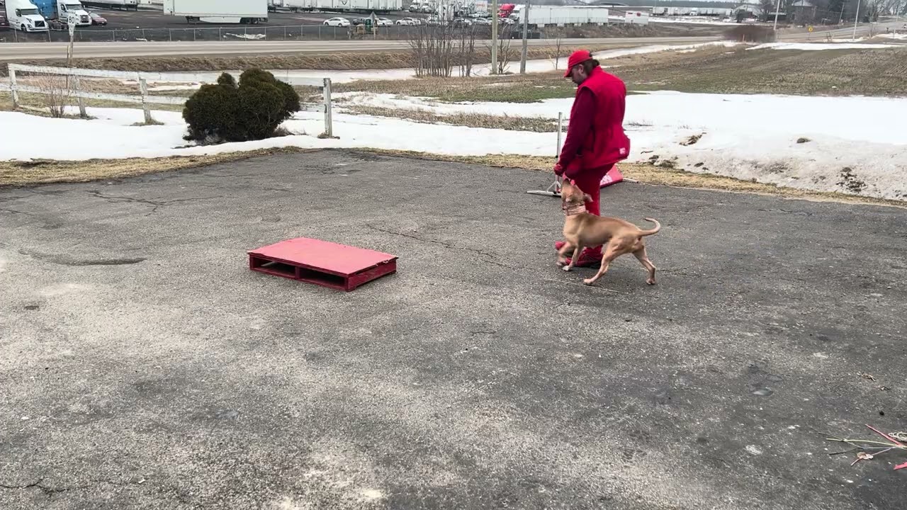 Peaches is getting better at the jump!
