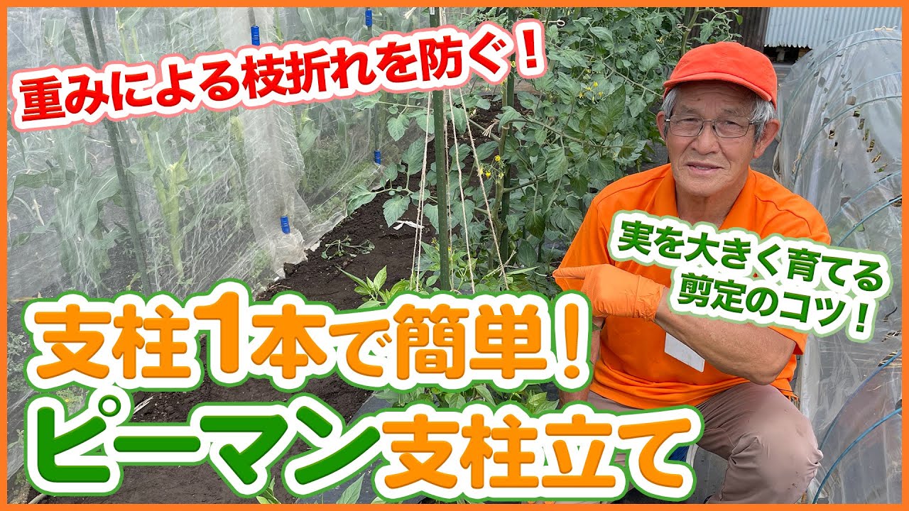 夏野菜の大定番ピーマン育て方の重要ポイント！支柱の使い方のコツを徹底解説！【家庭菜園】【誘引】