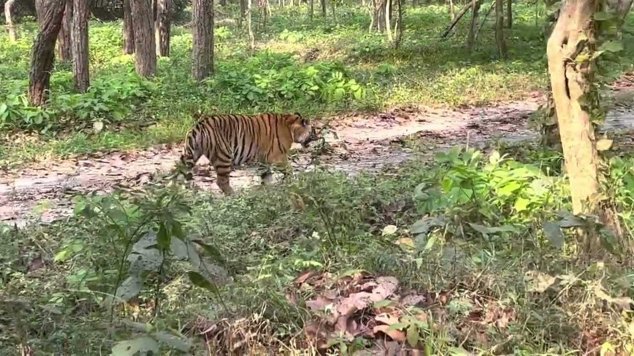Royal Bengal Tiger at Bengal Safari