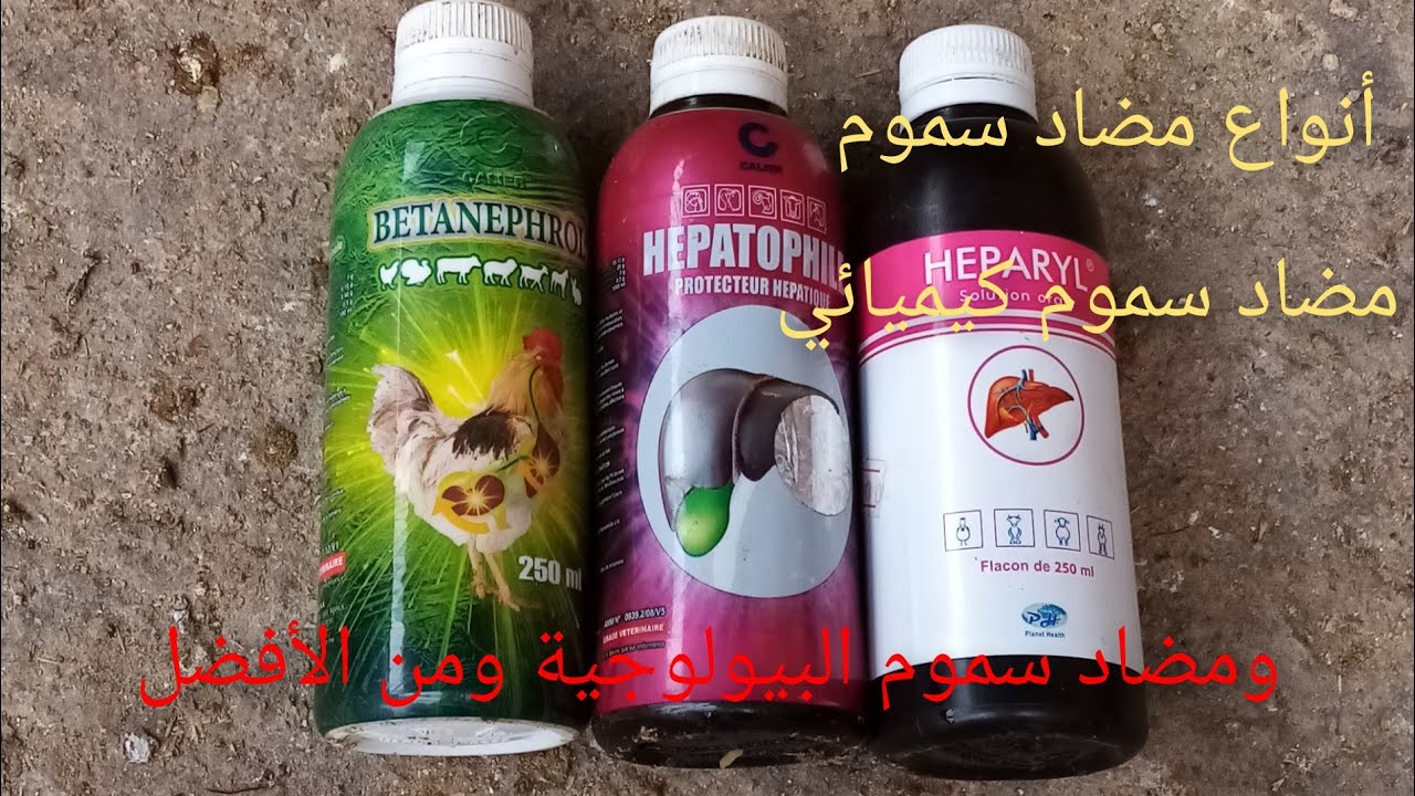 أهمية مضاد السموم عند الدجاج وهل جميع أنواع مضاد سموم تقوم بنفس الوظيفة