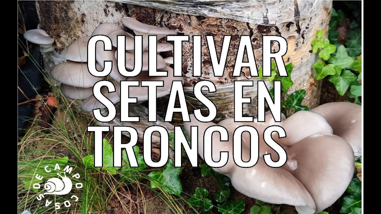 Como cultivar setas en troncos.