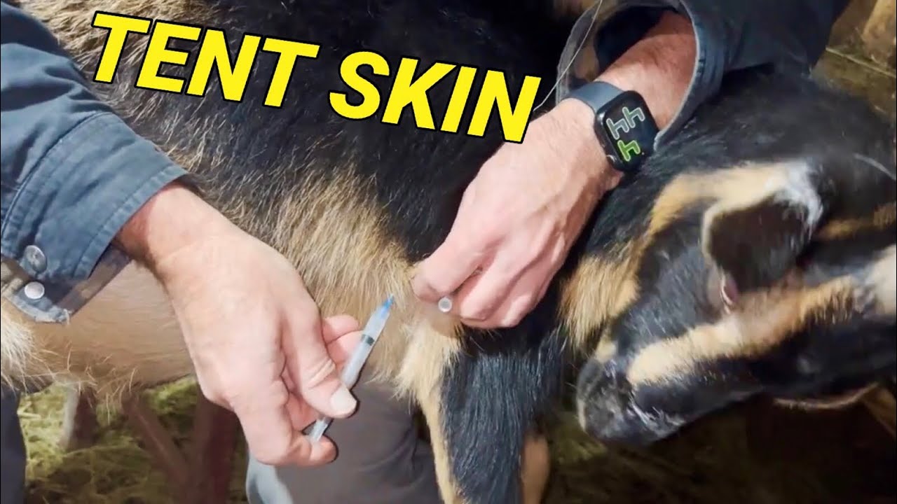 How to give goats their CD&T shots, what do I need?