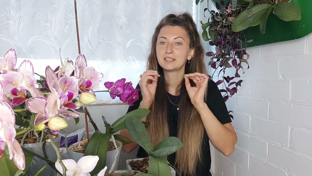 🌸 ОРХИДЕИ 