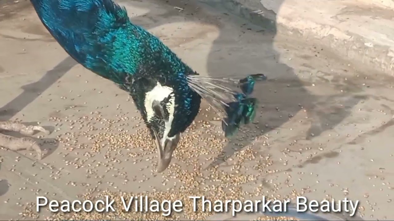 Blue peacock's pleasant morning I Nature wonders I