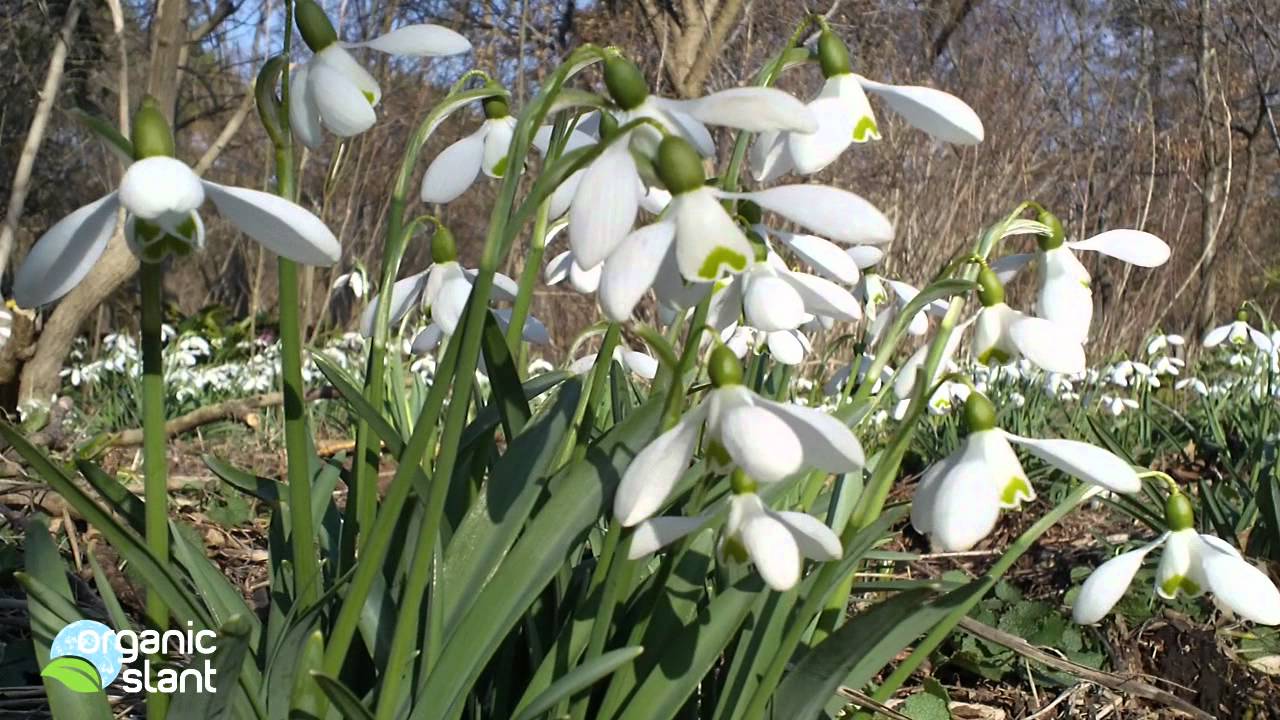 Galanthus - Snowdrops | Organic Slant