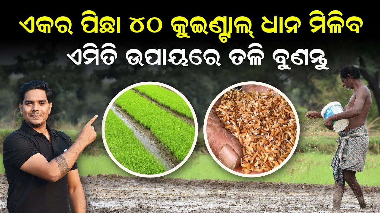Dhana chasa kemiti karibe [ କେମିତି ବୁଣିବେ ତଳି ] Dhana chasa odia | Rice farming in odisha