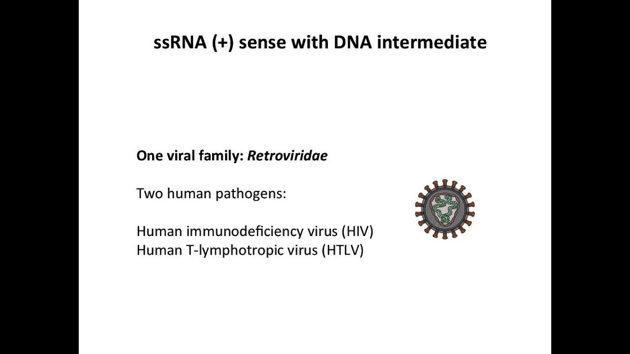 RNA virus genomes
