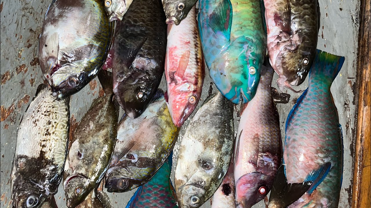 Berburu ikan saat malam hari dengan ombak ganass 